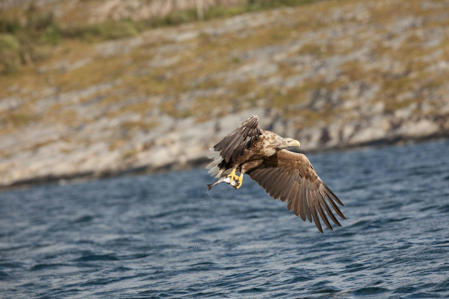 mg 3499 Lintu lennossa